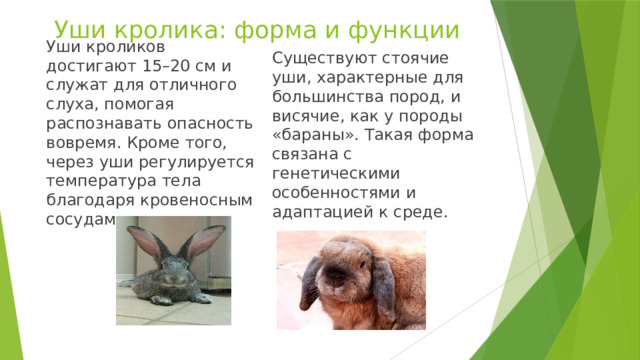 Уши кролика: форма и функции Существуют стоячие уши, характерные для большинства пород, и висячие, как у породы «бараны». Такая форма связана с генетическими особенностями и адаптацией к среде. Уши кроликов достигают 15–20 см и служат для отличного слуха, помогая распознавать опасность вовремя. Кроме того, через уши регулируется температура тела благодаря кровеносным сосудам. 