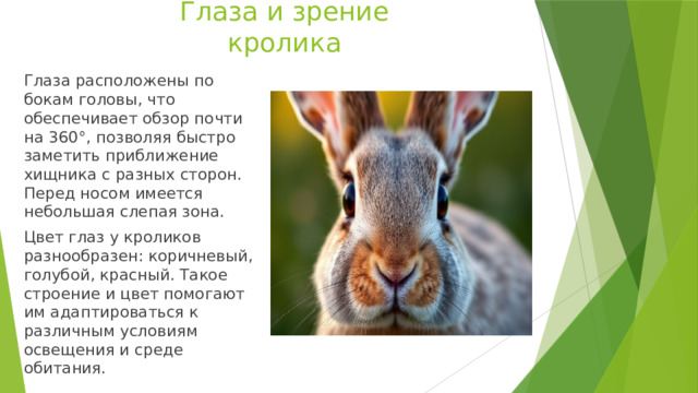 Глаза и зрение кролика   Глаза расположены по бокам головы, что обеспечивает обзор почти на 360°, позволяя быстро заметить приближение хищника с разных сторон. Перед носом имеется небольшая слепая зона. Цвет глаз у кроликов разнообразен: коричневый, голубой, красный. Такое строение и цвет помогают им адаптироваться к различным условиям освещения и среде обитания. 