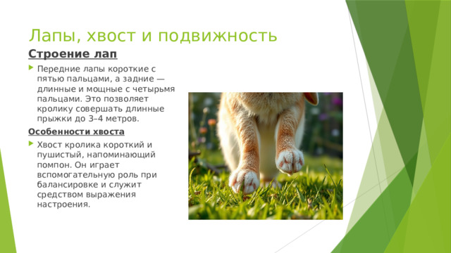 Лапы, хвост и подвижность   Строение лап Передние лапы короткие с пятью пальцами, а задние — длинные и мощные с четырьмя пальцами. Это позволяет кролику совершать длинные прыжки до 3–4 метров. Особенности хвоста Хвост кролика короткий и пушистый, напоминающий помпон. Он играет вспомогательную роль при балансировке и служит средством выражения настроения. 
