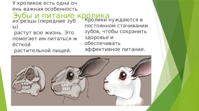 Зубы и питание кролика   У кроликов есть одна очень важная особенность — их резцы (передние зубы)  растут всю жизнь. Это помогает им питаться жёсткой  растительной пищей. Кролики нуждаются в постоянном стачивании зубов, чтобы сохранить здоровье и обеспечивать эффективное питание. 