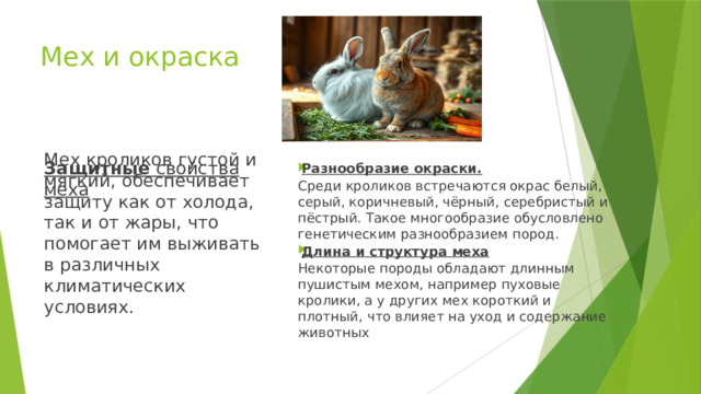 Мех и окраска   Мех кроликов густой и мягкий, обеспечивает защиту как от холода, так и от жары, что помогает им выживать в различных климатических условиях.   Защитные свойства меха Разнообразие окраски. Среди кроликов встречаются окрас белый, серый, коричневый, чёрный, серебристый и пёстрый. Такое многообразие обусловлено генетическим разнообразием пород. Длина и структура меха Некоторые породы обладают длинным пушистым мехом, например пуховые кролики, а у других мех короткий и плотный, что влияет на уход и содержание животных Мех и окраска: разнообразие пород Разнообразие окраски Защитные свойства меха Среди кроликов встречаются окрас белый, серый, коричневый, чёрный, серебристый и пёстрый. Такое многообразие обусловлено генетическим разнообразием пород. Мех кроликов густой и мягкий, обеспечивает защиту как от холода, так и от жары, что помогает им выживать в различных климатических условиях. Длина и структура меха 9 