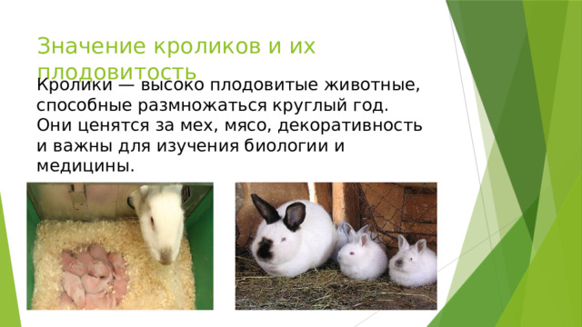 Значение кроликов и их плодовитость   Кролики — высоко плодовитые животные, способные размножаться круглый год. Они ценятся за мех, мясо, декоративность и важны для изучения биологии и медицины. 