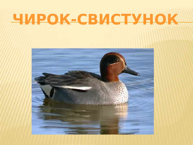 Чирок-свистунок 