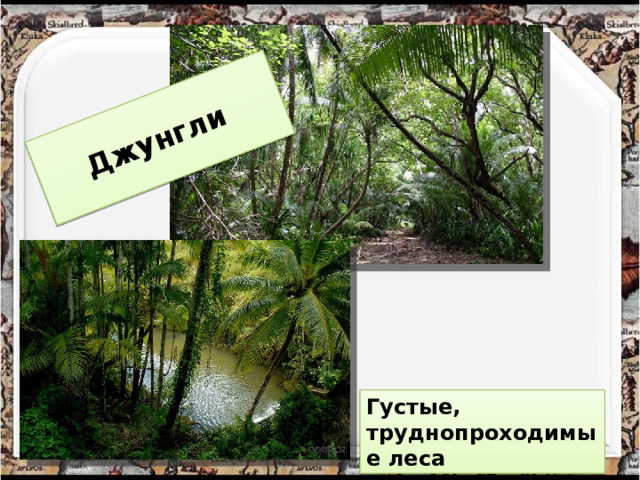 Джунгли Густые, труднопроходимые леса 