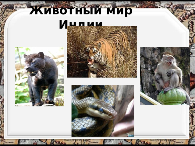 Животный мир Индии 