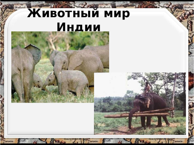 Животный мир Индии 