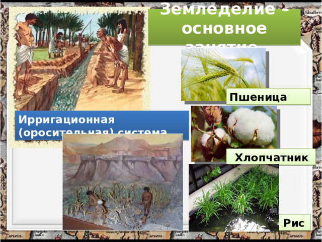 Земледелие – основное занятие Пшеница Ирригационная (оросительная) система Хлопчатник Рис  