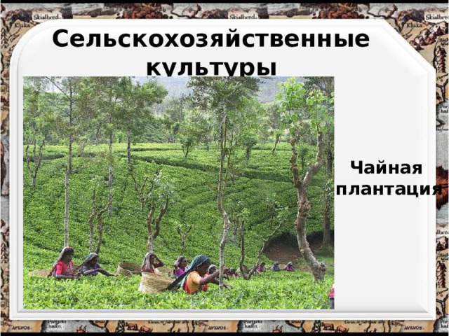 Сельскохозяйственные культуры Чайная  плантация 8 