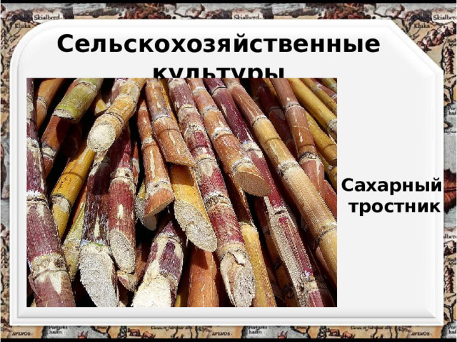 Сельскохозяйственные культуры Сахарный тростник 