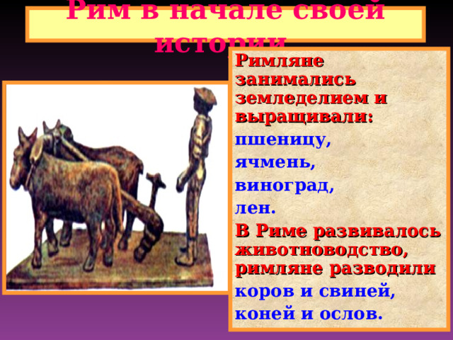 Рим в начале своей истории. Римляне занимались земледелием и выращивали : пшеницу, ячмень, виноград, лен. В Риме развивалось животноводство , римляне разводили коров и свиней, коней и ослов. 