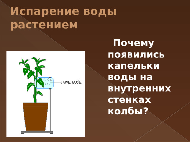 Испарение воды растением  Почему появились капельки воды на внутренних стенках колбы? 