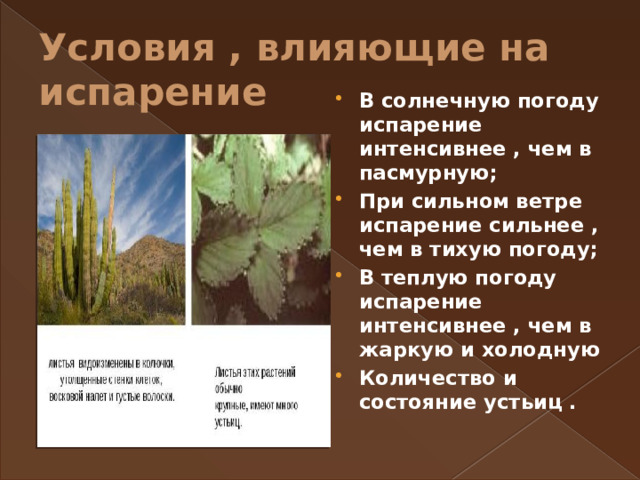 Условия , влияющие на испарение В солнечную погоду испарение интенсивнее , чем в пасмурную; При сильном ветре испарение сильнее , чем в тихую погоду; В теплую погоду испарение интенсивнее , чем в жаркую и холодную Количество и состояние устьиц . 