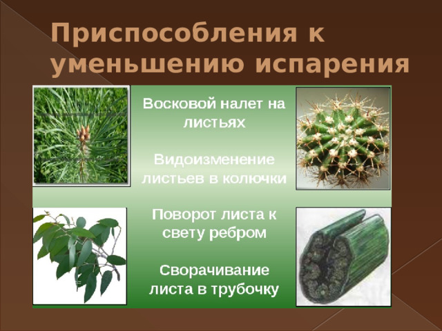 Приспособления к уменьшению испарения 