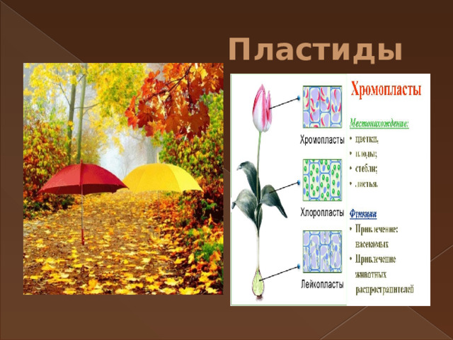 Пластиды 