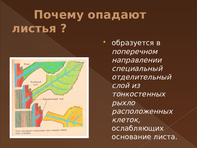  Почему опадают листья ? образуется в поперечном направлении специальный отделительный слой из тонкостенных рыхло расположенных клеток, ослабляющих основание листа. 