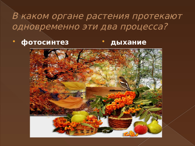 В каком органе растения протекают одновременно эти два процесса? фотосинтез дыхание 