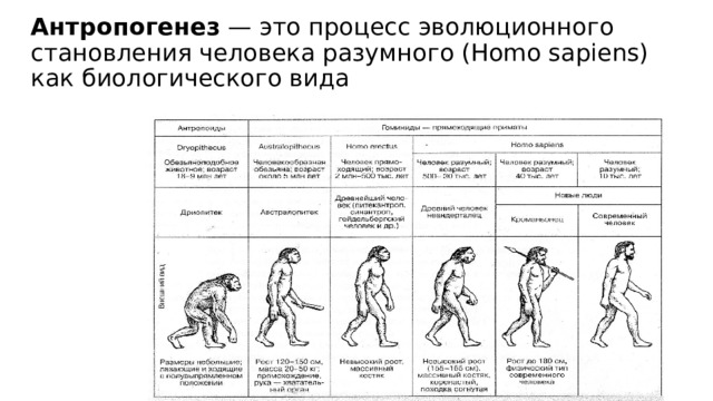 Антропогенез  — это процесс эволюционного становления человека разумного (Homo sapiens) как биологического вида   