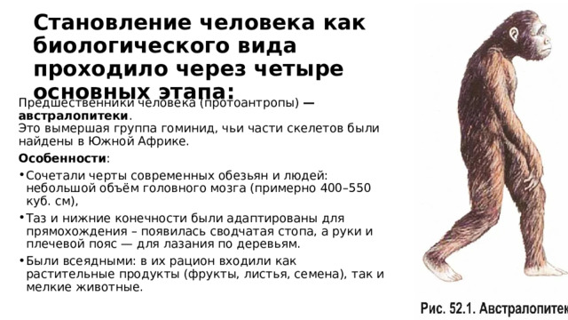 Становление человека как биологического вида проходило через четыре основных этапа:  Предшественники человека (протоантропы)  — австралопитеки .  Это вымершая группа гоминид, чьи части скелетов были найдены в Южной Африке.  Особенности : Сочетали черты современных обезьян и людей: небольшой объём головного мозга (примерно 400–550 куб. см), Таз и нижние конечности были адаптированы для прямохождения – появилась сводчатая стопа, а руки и плечевой пояс — для лазания по деревьям. Были всеядными: в их рацион входили как растительные продукты (фрукты, листья, семена), так и мелкие животные. 