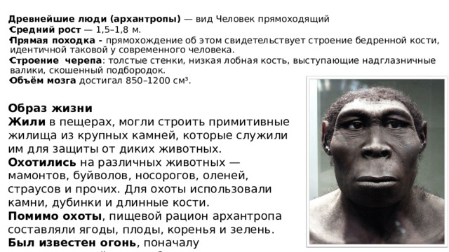 Древнейшие люди (архантропы)  — вид Человек прямоходящий Средний рост  — 1,5–1,8 м. Прямая походка - прямохождение об этом свидетельствует строение бедренной кости, идентичной таковой у современного человека. Строение черепа : толстые стенки, низкая лобная кость, выступающие надглазничные валики, скошенный подбородок. Объём мозга  достигал 850–1200 см³. Образ жизни Жили  в пещерах, могли строить примитивные жилища из крупных камней, которые служили им для защиты от диких животных. Охотились  на различных животных — мамонтов, буйволов, носорогов, оленей, страусов и прочих. Для охоты использовали камни, дубинки и длинные кости. Помимо охоты , пищевой рацион архантропа составляли ягоды, плоды, коренья и зелень. Был известен огонь , поначалу использовавшийся для обогрева жилищ, а после — для приготовления пищи. 