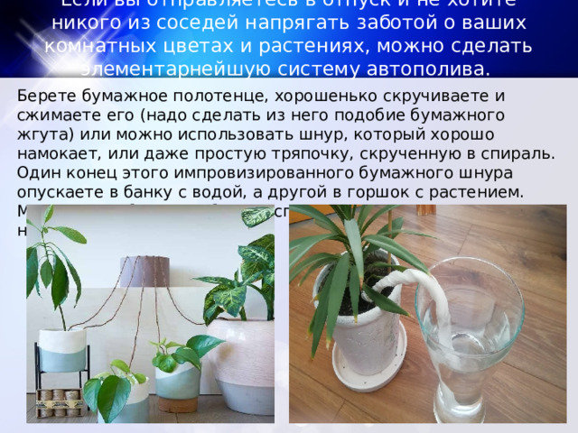 Если вы отправляетесь в отпуск и не хотите никого из соседей напрягать заботой о ваших комнатных цветах и растениях, можно сделать элементарнейшую систему автополива. Берете бумажное полотенце, хорошенько скручиваете и сжимаете его (надо сделать из него подобие бумажного жгута) или можно использовать шнур, который хорошо намокает, или даже простую тряпочку, скрученную в спираль. Один конец этого импровизированного бумажного шнура опускаете в банку с водой, а другой в горшок с растением. Можно одну большую банку использовать для полива сразу нескольких растений. 