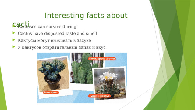  Interesting facts about cacti Cactuses can survive during Cactus have disgusted taste and smell Кактусы могут выживать в засухе У кактусов отвратительный запах и вкус 