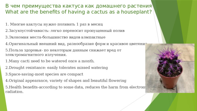 В чем преимущества кактуса как домашнего растения  What are the benefits of having a cactus as a houseplant?    1. Многие кактусы нужно поливать 1 раз в месяц 2.Засухоустойчивасть: легко переносит пропущенный полив 3.Экономия места-большинство видов компактные 4.Оригинальный внешний вид, разнообразие форм и красивое цветение 5.Польза здоровья- по некоторым данным снижает вред от электромагнитного излучения. 1.Many cacti need to be watered once a month. 2.Drought resistance: easily tolerates missed watering 3.Space-saving-most species are compact 4.Original appearance, variety of shapes and beautiful flowering 5.Health benefits-according to some data, reduces the harm from electromagnetic radiation. 