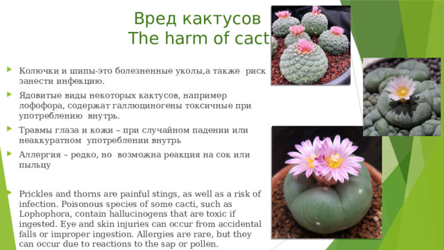  Вред кактусов  The harm of cacti Колючки и шипы-это болезненные уколы,а также риск занести инфекцию. Ядовитые виды некоторых кактусов, например лофофора, содержат галлюциногены токсичные при употреблению внутрь. Травмы глаза и кожи – при случайном падении или неаккуратном употреблении внутрь Аллергия – редко, но возможна реакция на сок или пыльцу Prickles and thorns are painful stings, as well as a risk of infection. Poisonous species of some cacti, such as Lophophora, contain hallucinogens that are toxic if ingested. Eye and skin injuries can occur from accidental falls or improper ingestion. Allergies are rare, but they can occur due to reactions to the sap or pollen. 
