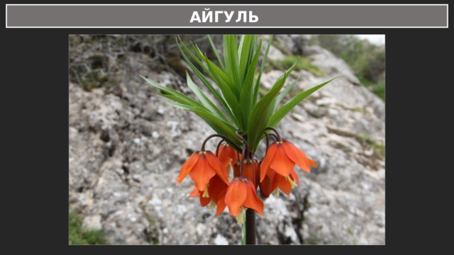 АЙГУЛЬ 