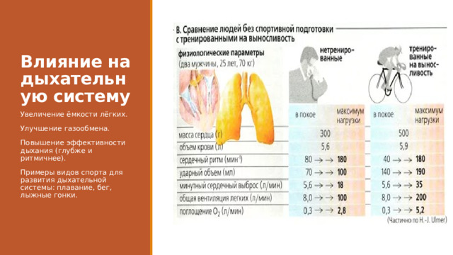 Влияние на дыхательную систему Увеличение ёмкости лёгких. Улучшение газообмена. Повышение эффективности дыхания (глубже и ритмичнее). Примеры видов спорта для развития дыхательной системы: плавание, бег, лыжные гонки. 