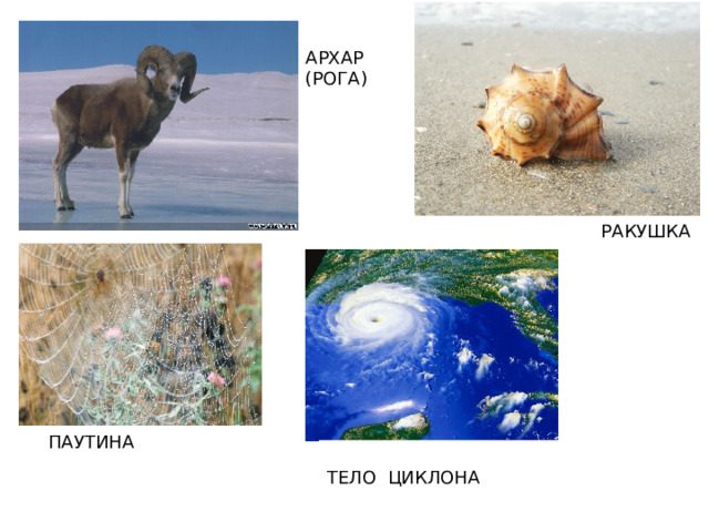 АРХАР (РОГА) РАКУШКА па ПАУТИНА ТЕЛО ЦИКЛОНА 