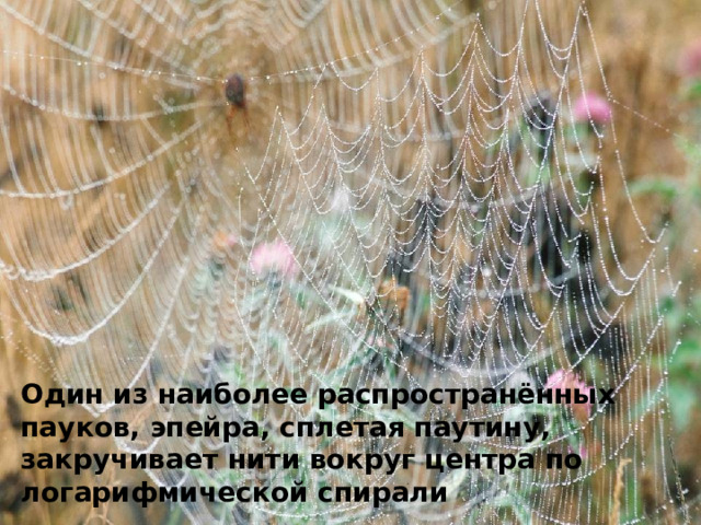 Один из наиболее распространённых пауков, эпейра, сплетая паутину, закручивает нити вокруг центра по логарифмической спирали 13 