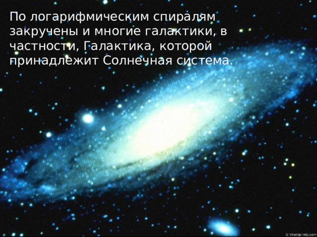 По логарифмическим спиралям закручены и многие галактики, в частности, Галактика, которой принадлежит Солнечная система. 7 