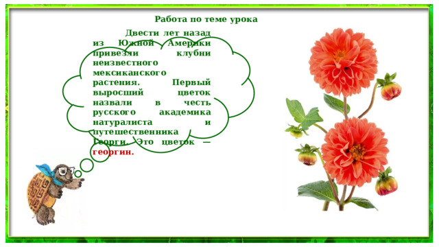 Работа по теме урока   Двести лет назад из Южной Америки привезли клубни неизвестного мексиканского растения. Первый выросший цветок назвали в честь русского академика натуралиста и путешественника Георги. Это цветок — георгин. 
