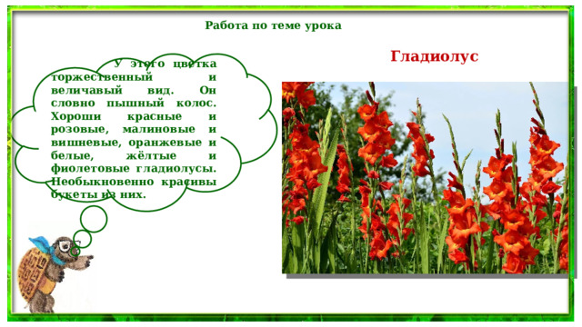 Работа по теме урока Гладиолус  У этого цветка торжественный и величавый вид. Он словно пышный колос. Хороши красные и розовые, малиновые и вишневые, оранжевые и белые, жёлтые и фиолетовые гладиолусы. Необыкновенно красивы букеты из них. 