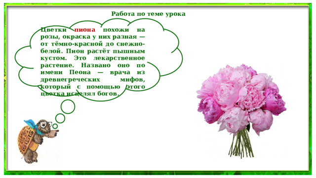 Работа по теме урока   Цветки пиона похожи на розы, окраска у них разная — от тёмно-красной до снежно-белой. Пион растёт пышным кустом. Это лекарственное растение. Названо оно по имени Пеона — врача из древнегреческих мифов, который с помощью этого цветка исцелял богов.  