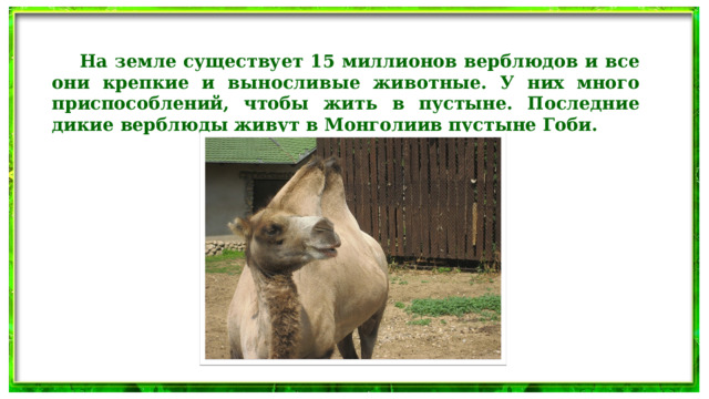  На земле существует 15 миллионов верблюдов и все они крепкие и выносливые животные. У них много приспособлений, чтобы жить в пустыне. Последние дикие верблюды живут в Монголиив пустыне Гоби.  