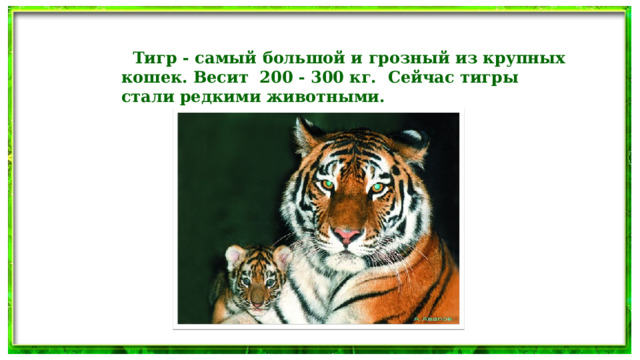 Тигр - самый большой и грозный из крупных кошек. Весит 200 - 300 кг. Сейчас тигры стали редкими животными.  