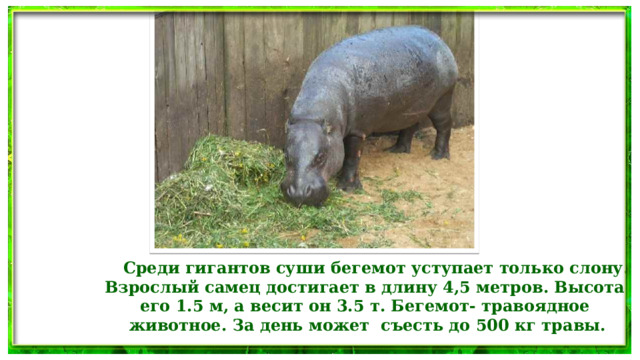  Среди гигантов суши бегемот уступает только слону. Взрослый самец достигает в длину 4,5 метров. Высота его 1.5 м, а весит он 3.5 т. Бегемот- травоядное животное. За день может съесть до 500 кг травы.  
