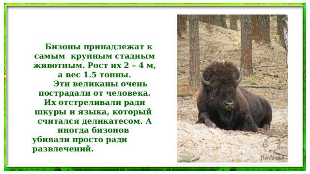  Бизоны принадлежат к самым крупным стадным животным. Рост их 2 – 4 м, а вес 1.5 тонны.  Эти великаны очень пострадали от человека. Их отстреливали ради шкуры и языка, который считался деликатесом. А иногда бизонов убивали просто ради развлечений.  