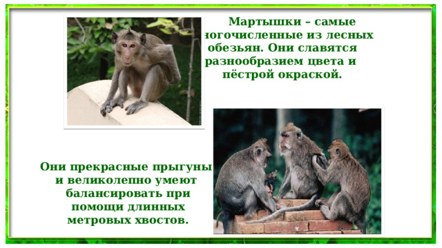 Мартышки – самые многочисленные из лесных обезьян. Они славятся разнообразием цвета и пёстрой окраской. Они прекрасные прыгуны и великолепно умеют  балансировать при  помощи длинных  метровых хвостов.  