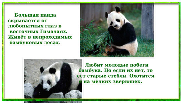  Большая панда скрывается от любопытных глаз в  восточных Гималаях. Живёт в непроходимых  бамбуковых лесах.   Любит молодые побеги  бамбука. Но если их нет, то ест старые стебли. Охотится  и на мелких зверюшек.  