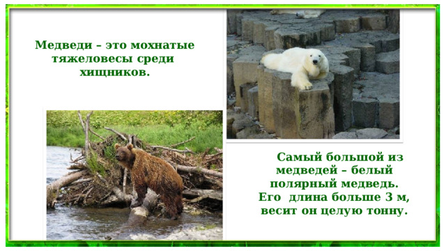  Медведи – это мохнатые  тяжеловесы среди  хищников.  Самый большой из  медведей – белый  полярный медведь.  Его длина больше 3 м,  весит он целую тонну.  