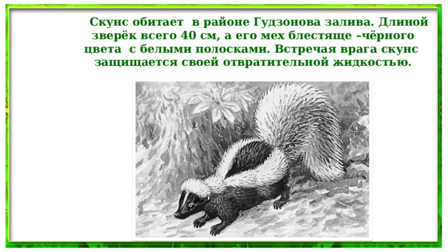  Скунс обитает в районе Гудзонова залива. Длиной  зверёк всего 40 см, а его мех блестяще –чёрного цвета с белыми полосками. Встречая врага скунс защищается своей отвратительной жидкостью.  