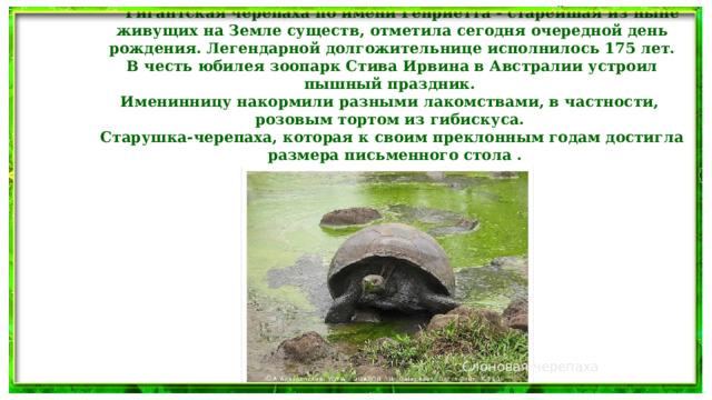  Гигантская черепаха по имени Генриетта - старейшая из ныне живущих на Земле существ, отметила сегодня очередной день  рождения. Легендарной долгожительнице исполнилось 175 лет.  В честь юбилея зоопарк Стива Ирвина в Австралии устроил пышный праздник. Именинницу накормили разными лакомствами, в частности, розовым тортом из гибискуса.  Старушка-черепаха, которая к своим преклонным годам достигла  размера письменного стола . Слоновая черепаха  