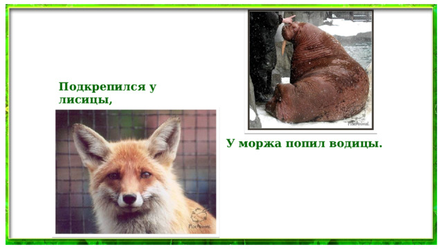 Подкрепился у лисицы, У моржа попил водицы.  
