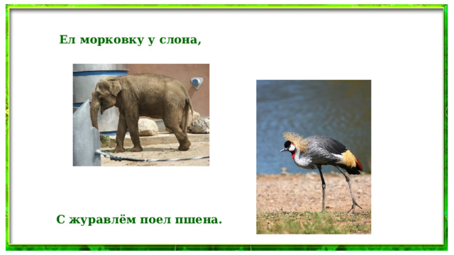 Ел морковку у слона, С журавлём поел пшена.  