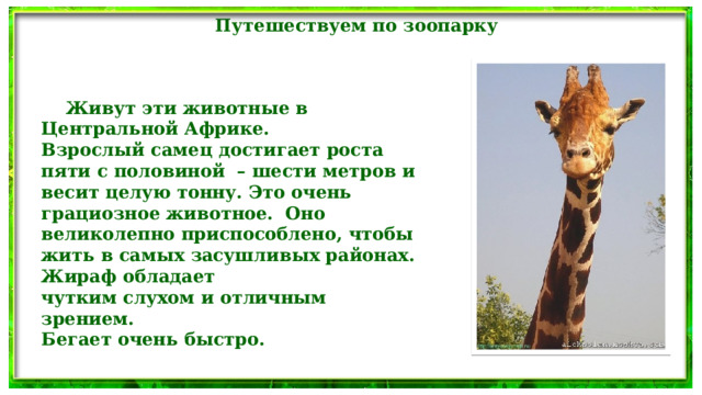 Путешествуем по зоопарку  Живут эти животные в Центральной Африке. Взрослый самец достигает роста пяти с половиной – шести метров и весит целую тонну. Это очень грациозное животное. Оно великолепно приспособлено, чтобы жить в самых засушливых районах. Жираф обладает чутким слухом и отличным зрением. Бегает очень быстро.  