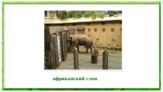 африканский слон  