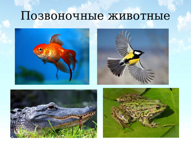 Позвоночные животные 