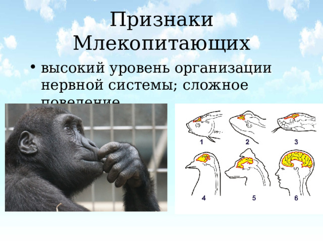 Признаки Млекопитающих высокий уровень организации нервной системы; сложное поведение 